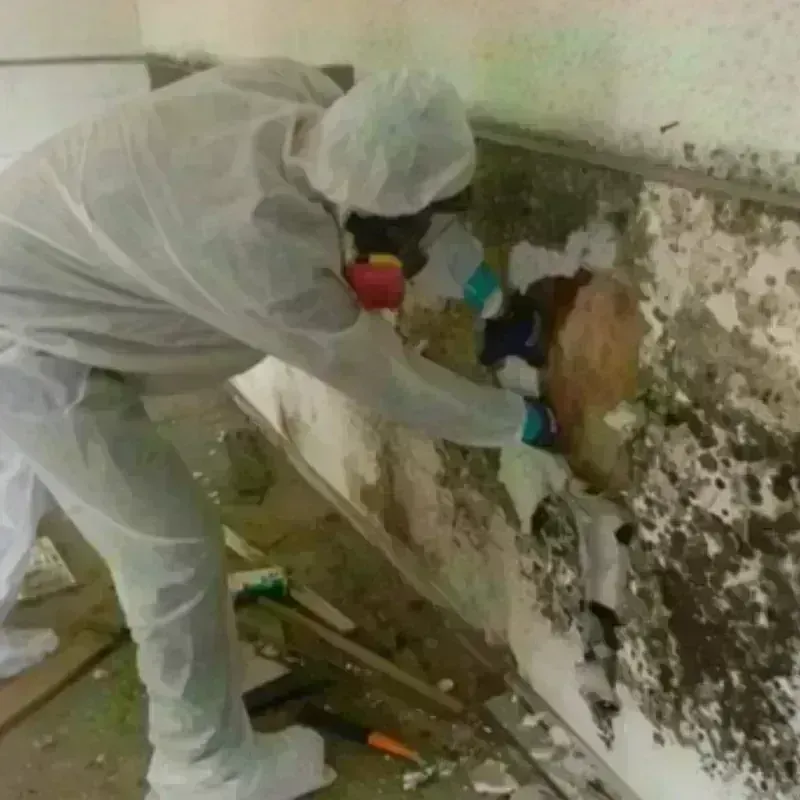 Mold Remediation and Removal in Port Reading, NJ